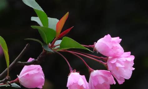 海棠花 象徵|海棠花的象征意义及寓意（传承千年的美丽与坚韧）